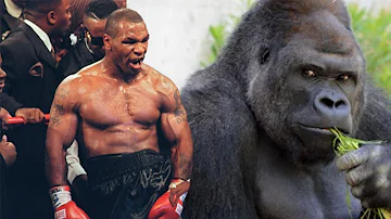 ¿Podría un boxeador noquear a un gorila?