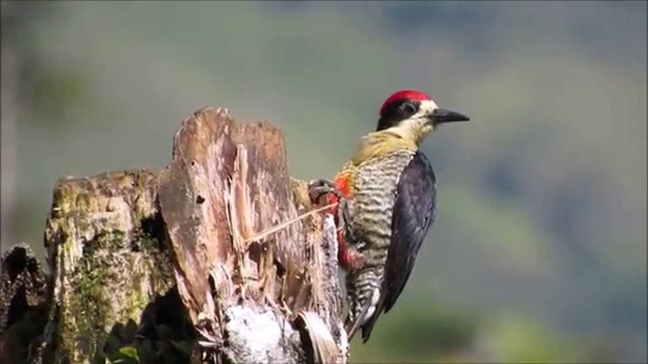 Melanerpes Pulcher - Beautiful woodpecker 