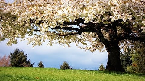 سورة الزمر بصوت القارئ سعيد الخطيب Surah Az-Zumar - saeed al khateeb