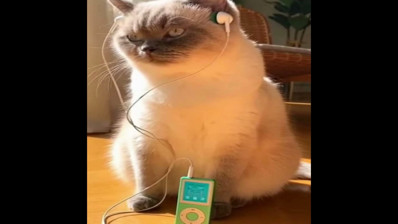 stalk ur socials (official audio)