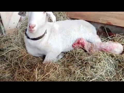 Video: Narození Na Farmě - Porod Pro Ovce, Kozy, Lamy A Alpaky