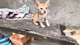 Homeless mother cat and baby #catlover #love #catvideos #poorcats #straycats #streetcats #kitten