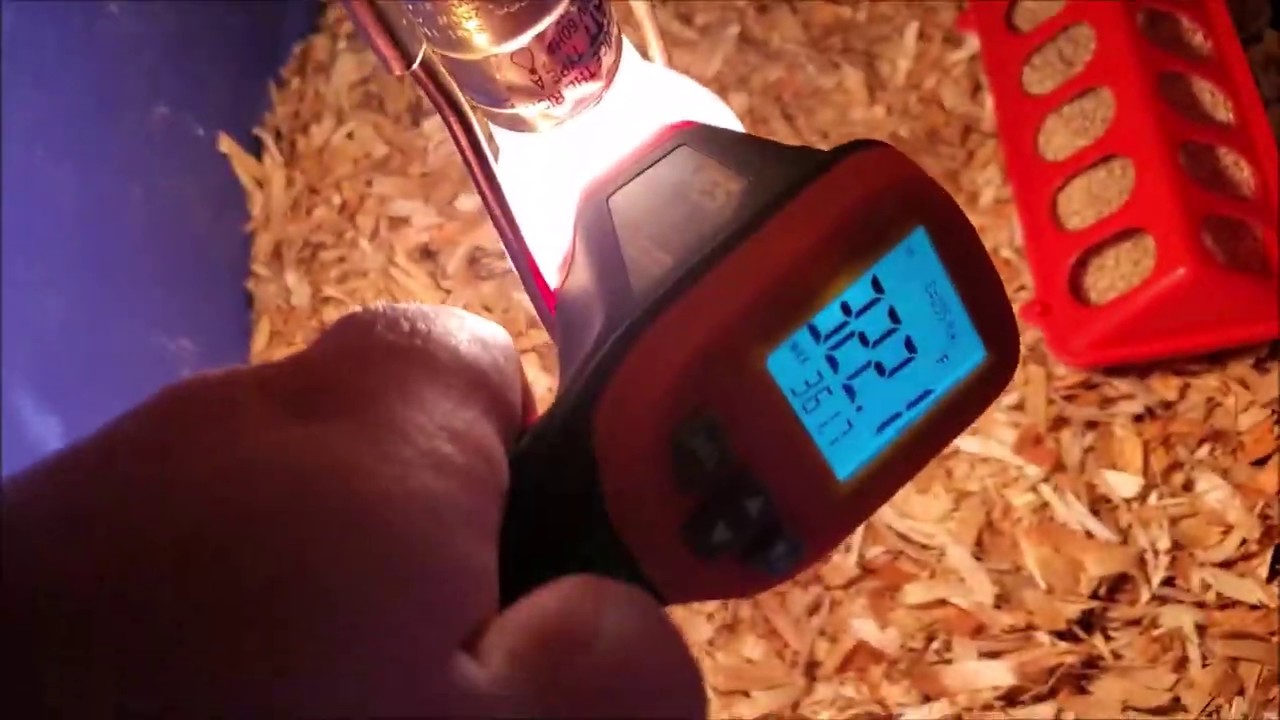 TV HOW TO RAISE BABY CHICKS ON THE CHEAP 