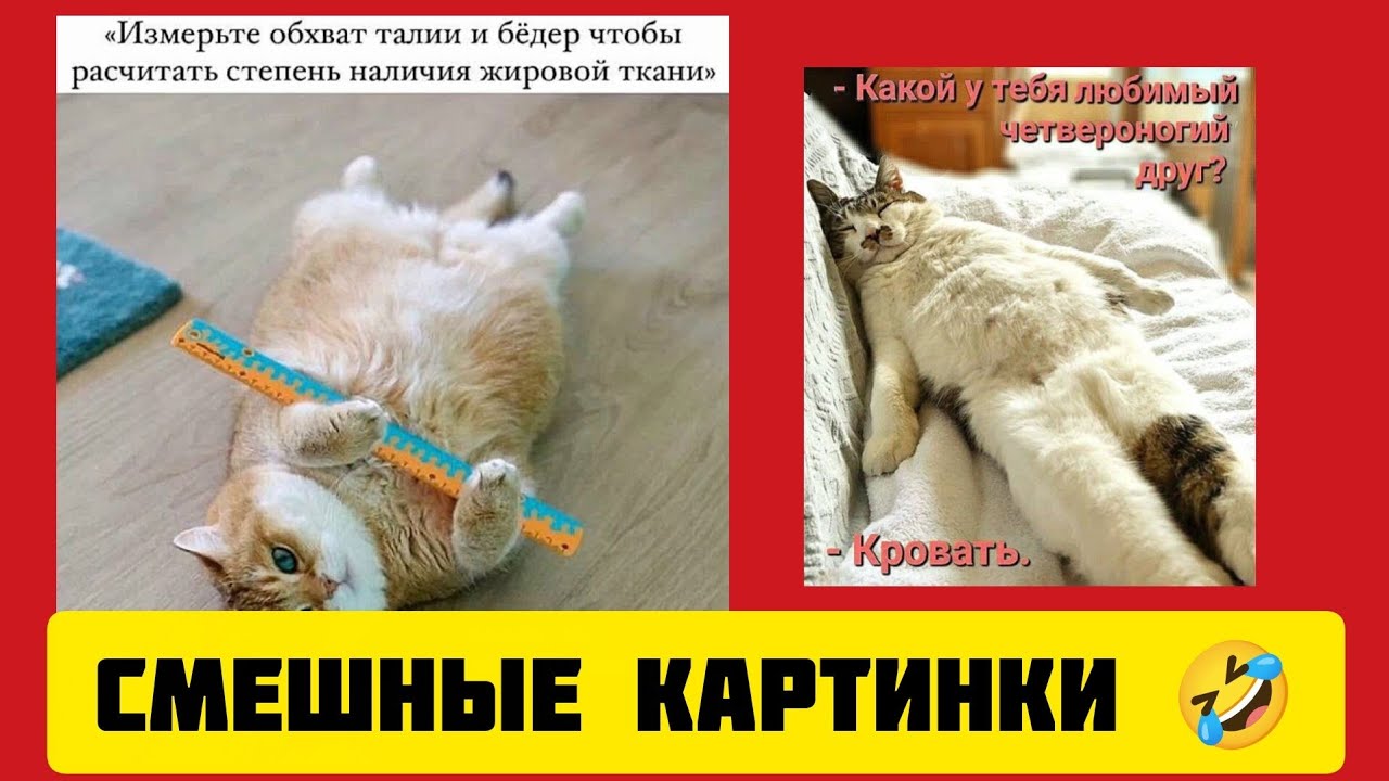 - Какой у тебя любимый❤️ четвероногий Друг?- Кровать.😸смешные картинки 🤣и весёлая музыка 🎹