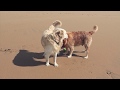 Morning Walks ft. Ozzie | Praia de Carcavelos | Living in Portugal