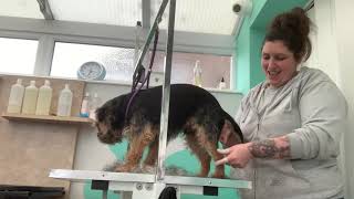 HANDSTRIP A Border Terrier. Handstripping Full Groom. Wire Coat Type.DOG GROOMING UK. Hairy Hounds. by Hairy Hounds 2,137 views 3 years ago 21 minutes