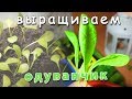 Выращиваем одуванчик в домашних условиях (из семян). Как будет развиваться одуванчик дома? Часть 1