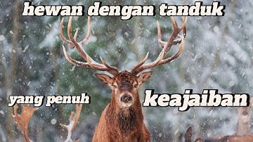 Rusa: Hewan dengan Tanduk yang Penuh Keajaiban