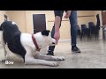 Border collie tricks  14 months old  sven