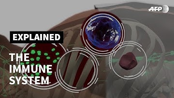 The immune system: the body