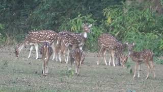 Land of Spotted deer@Reason to visit Nepal