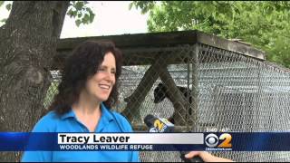 Orphaned Bear Cubs Go Through Rehabilitation