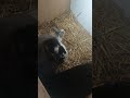 Rabbit with their babies 🐰 #animallover