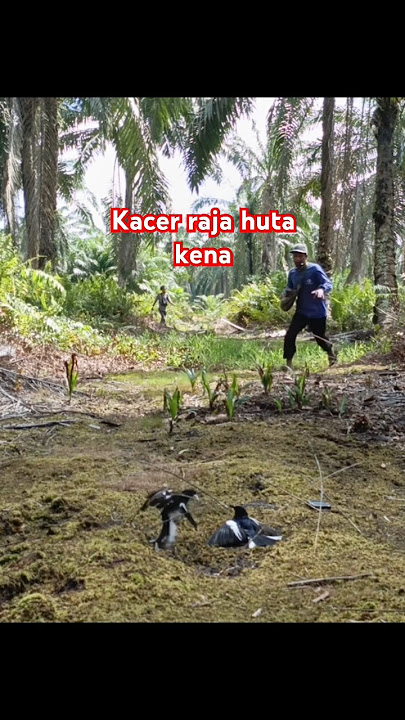 mikat kacer dapat kacer raja hutan#burung #pocigacordor #mikatcakijo #burungkicaudialamliar #viral #