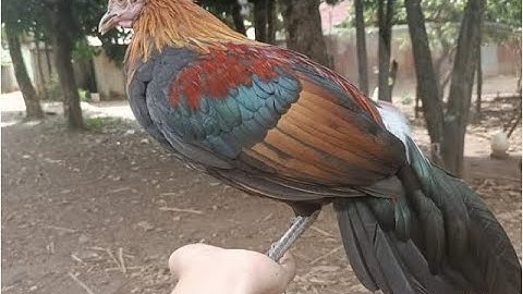 qaib qus f2 cuab tuaj zoo heev