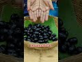 What you call this juicy FRUIT in ur area?🤔 Neredu Pandu, Jamun Fruit, Black Plum, Java Plum #shorts