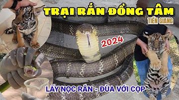 Đến TRẠI RẮN ĐỒNG TÂM xem cảnh lấy nọc RẮN và chơi đùa cùng với CỌP | Dong Tam Snake Farm