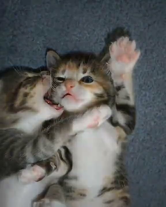 Story wa kucing bucin ❤