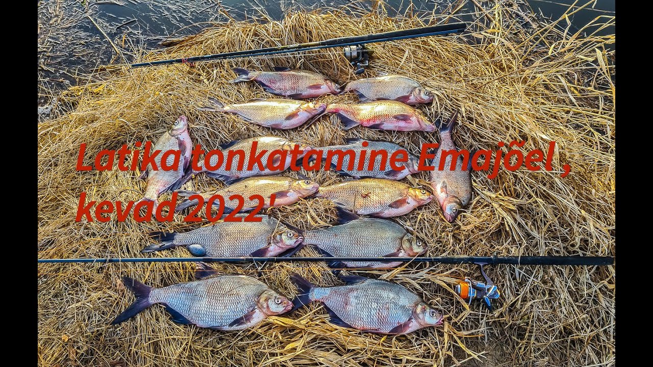 Tonkatame Emajõel latikat – kevad 2022 😎🎣