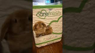 My Favorite Guinea Pig Bedding!!