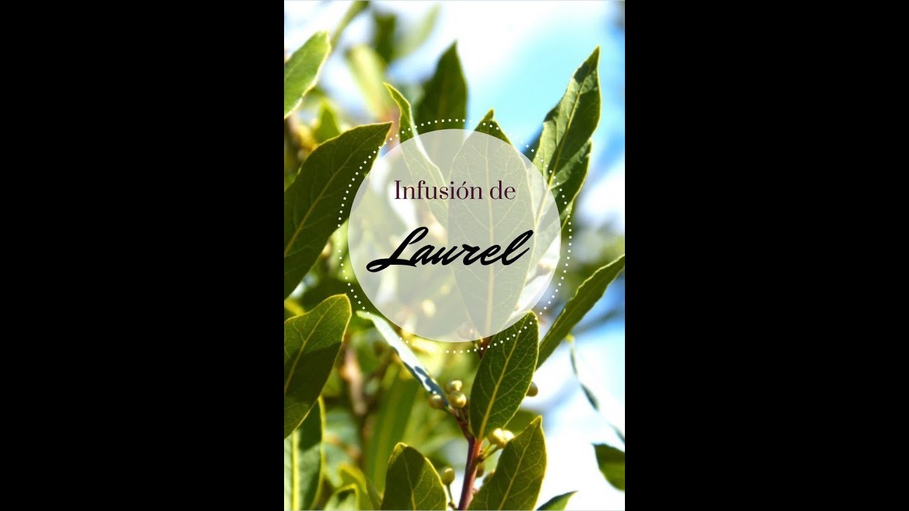 como preparar infusion de laurel