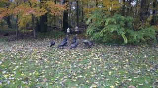 Beautiful Wild Turkey Backyard Eating Food Captured With DJI Mavic Drone