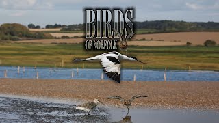 Birds of Norfolk: A Bird Watchers Dream | Official Trailer