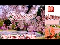 The beauty of SAKURA & Baked Salmon サーモンのアルミホイル焼きJapanAmma
