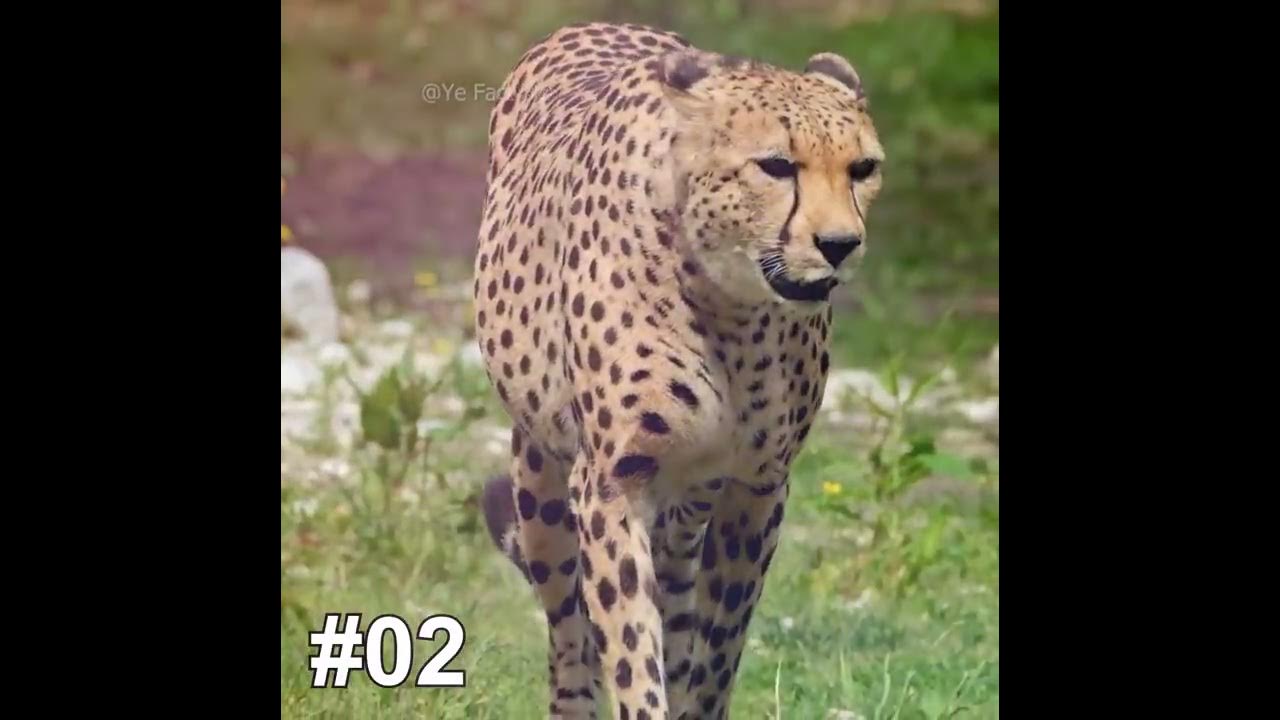 भारत लाये गये इन चीतों में ये है खास | How Does Cheetah Run So Fast