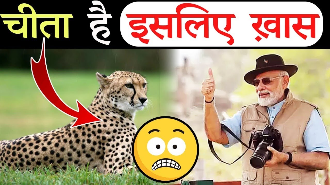 भारत लाये गये इन चीतों में ये है खास | How Does Cheetah Run So Fast