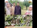 Hailstorm damages apple orchards in  Rafiabad farmers seek compensation and government support