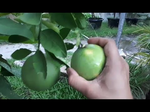 Harvesting Orange Tree - Fruit Plant Collection