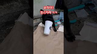가정견 분양 받은 우리새식구 순자#shorts