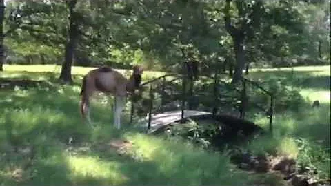 Camel Hump Day - baby camel likes humpday!
