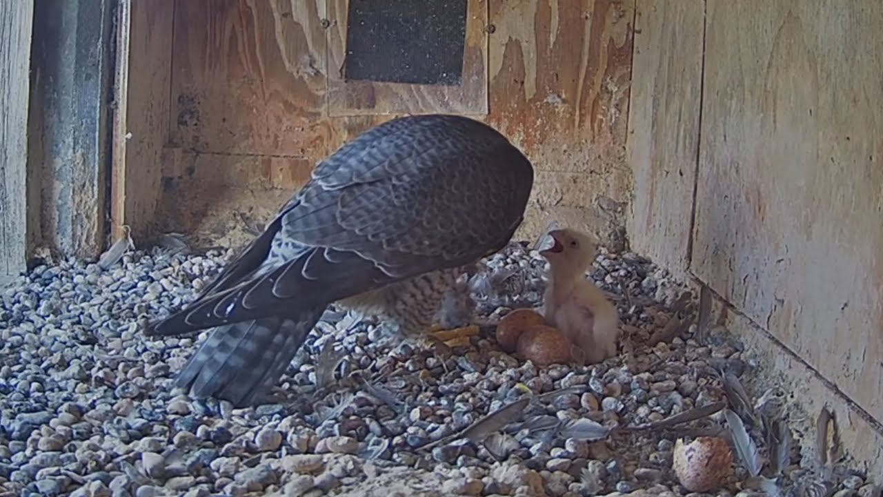 Diamond brings lunch prey for chick | FalconCam Project | Nov 11, 2025