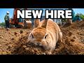 A Powerful New Hire Arrived at the Construction Site