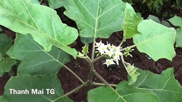 Công dụng của cây cà gai dại hoa trắng ,(mặt lợi và hại)