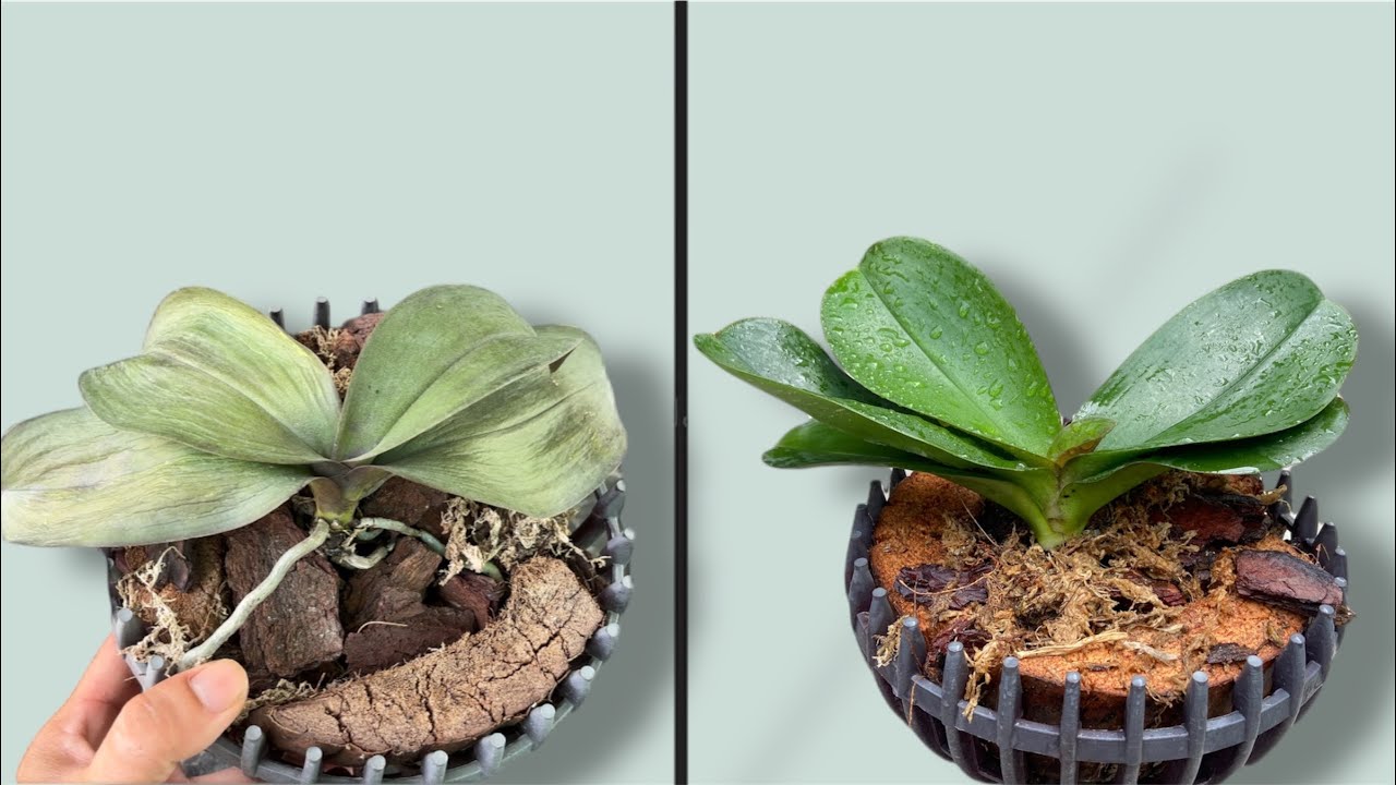 Настоящее сокровище для орхидей! Увядшие листья быстро восстанавливаются и цветут как сумасшедшие.