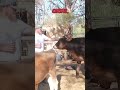 These Playful Goats Will Make You Smile #cutegoats #farmanimals #wholesome