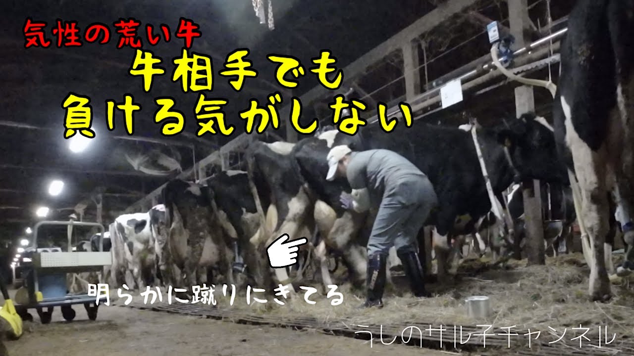 ＃35  久々に牛舎からお届け              #北海道 #道東 #釧路 #厚岸 #酪農 #農業 #農家の嫁 #田舎暮らし #牛 #牛乳 #搾乳 #酪農女子 #農業女子