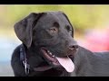 Trainer Cam - Working on staying still with a Chocolate Lab and a Rottweiler pup Trainer Cam - Working on staying still with a Chocolate Lab and a Rottweiler pup