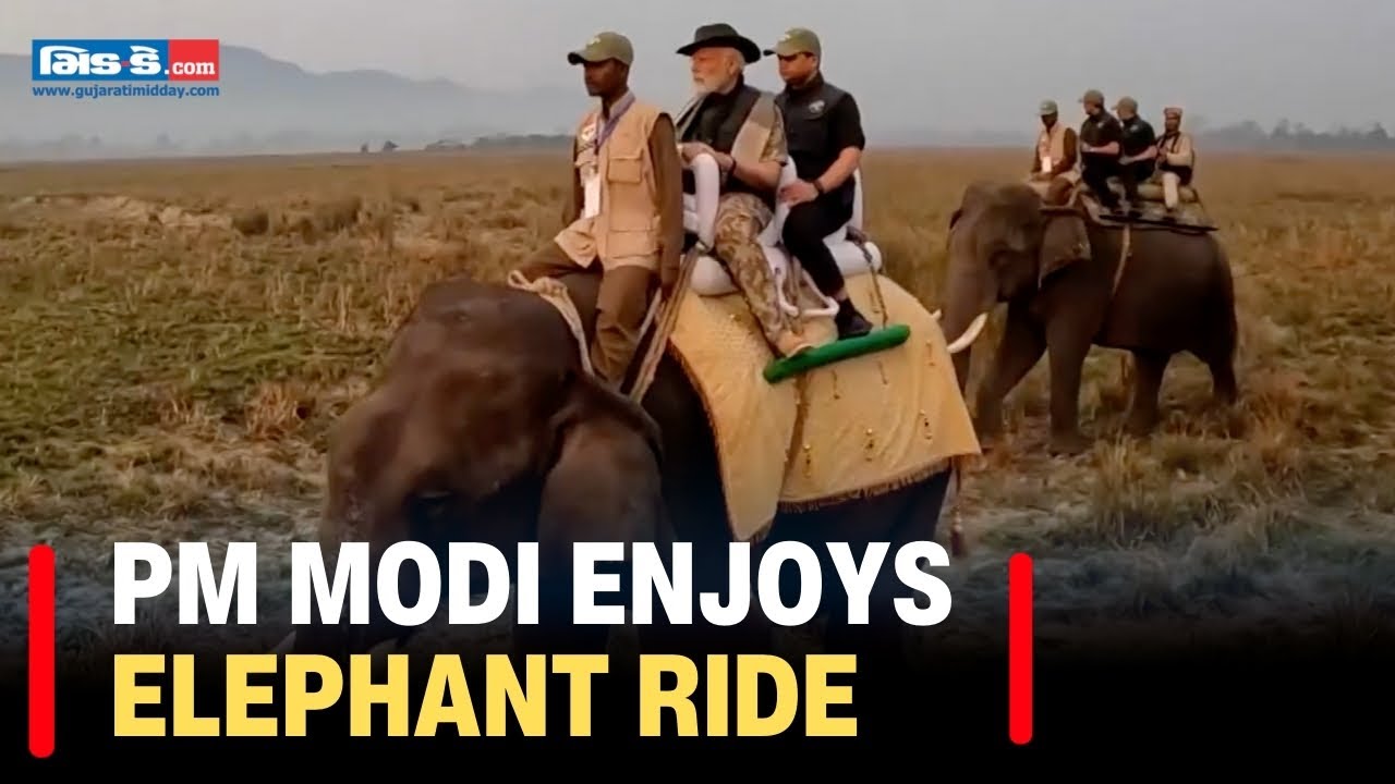 PM Modi in Assam: Watch PM Narendra Modi taking an elephant ride at the ...