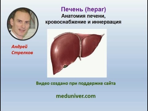 Анатомия печени, кровоснабжение и иннервация - meduniver.com