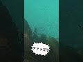 海底に変な魚がいる