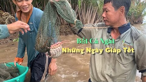 Cái lạnh tê người những ngày giáp Tết mò tôm càng xanh bắt cá ngát về làm bữa cơm quê | Cldv #623