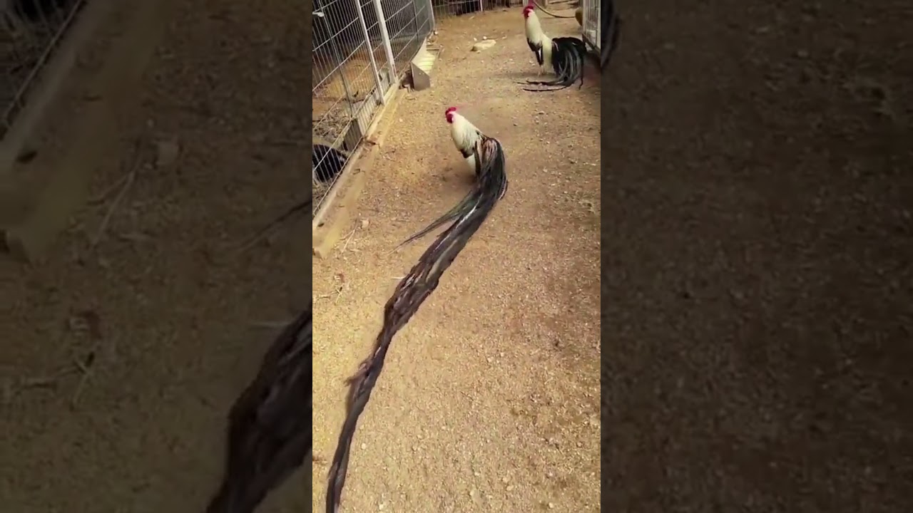 Long tail Rooster Chickens! 