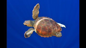 Watch | Loggerhead Sea Turtles Return to the Beach They Were Born on | Oceana Canada