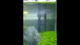 Up Aqua Super Diffuser