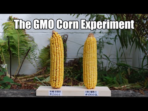 Support the GMO Corn Experiment