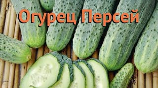 Огурец обыкновенный Персей (persey) 🌿 огурец Персей обзор: как сажать семена огурца Персей